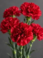 Гвоздика Red Magic (Ред Мэджик)