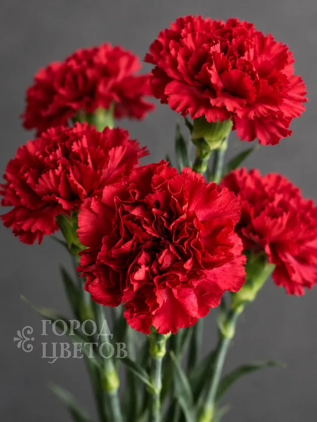 Гвоздика Red Magic (Ред Мэджик)
