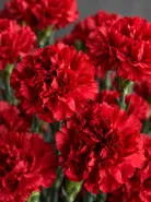 Гвоздика Red Magic (Ред Мэджик)