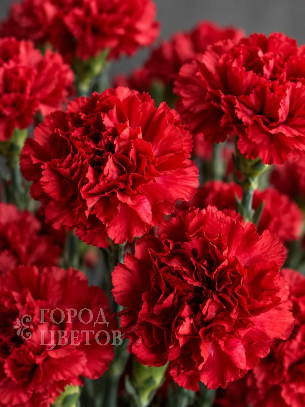 Гвоздика Red Magic (Ред Мэджик)