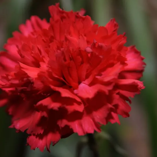 Гвоздика Red Magic от интернет-магазина цветов в 