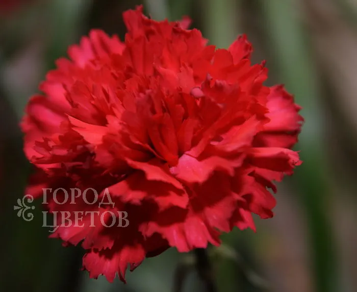Гвоздика Red Magic