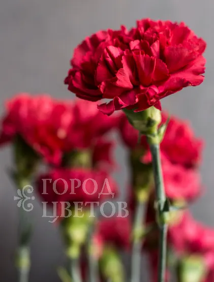 Гвоздика Red Magic