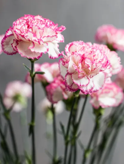 Гвоздика Armonia от интернет-магазина цветов в 