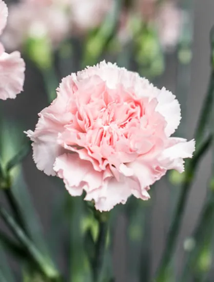 Гвоздика Doncel от интернет-магазина цветов в 