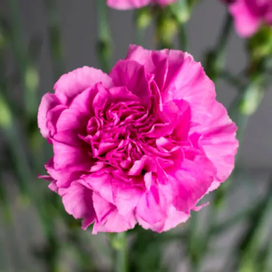 Гвоздика Farida от интернет-магазина цветов в 