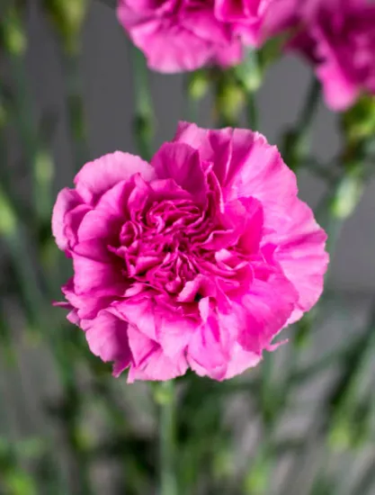 Гвоздика Farida от интернет-магазина цветов в 