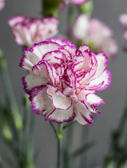 Гвоздика Isola от интернет-магазина цветов в 