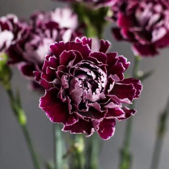 Гвоздика Minerva от интернет-магазина цветов в 