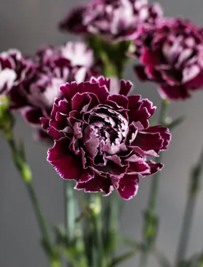 Гвоздика Minerva от интернет-магазина цветов в 