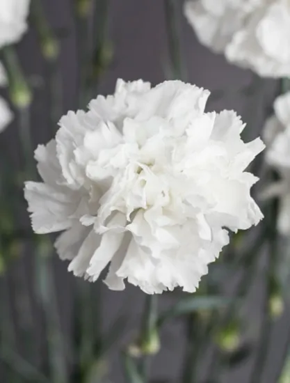 Гвоздика Moonlight от интернет-магазина цветов в 