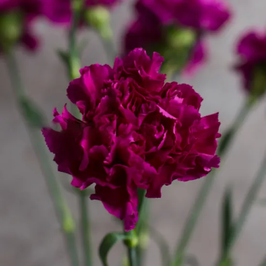 Гвоздика Golem от интернет-магазина цветов в 