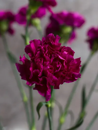 Гвоздика Golem от интернет-магазина цветов в 