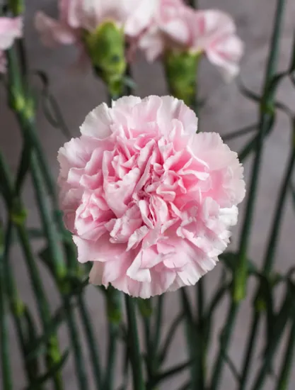 Гвоздика Talia от интернет-магазина цветов в 