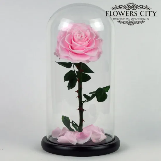 Роза в колбе (средняя) №5 от интернет-магазина цветов в 