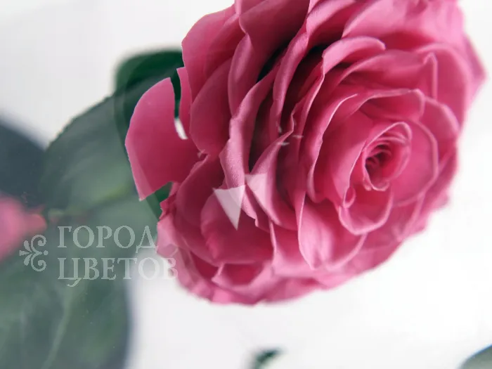 Роза в колбе (средняя) №6