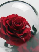 Роза в колбе (средняя) №1