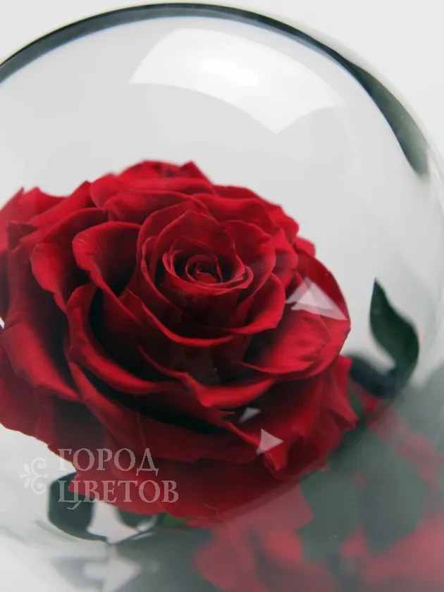 Роза в колбе (средняя) №1