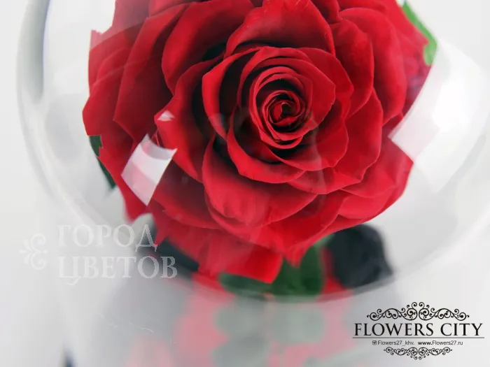 Роза в колбе (средняя) №1
