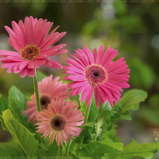 Гербера розовая горшечная от интернет-магазина цветов в 