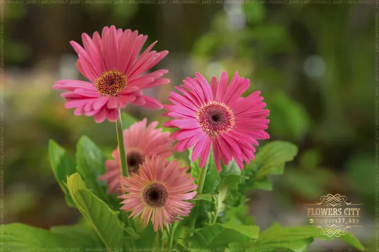 Гербера розовая горшечная от интернет-магазина цветов в 