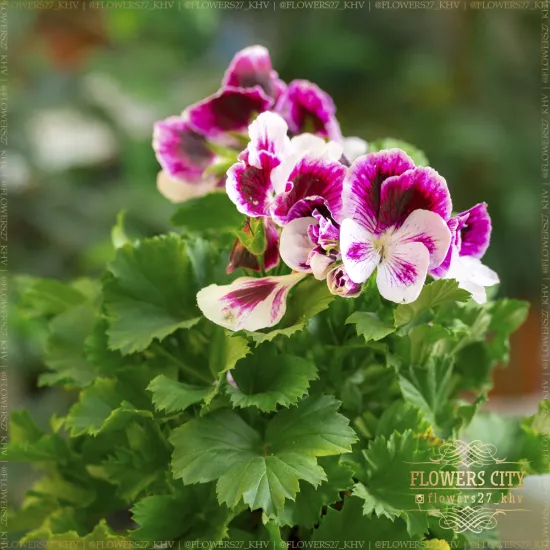 Герань королевская от интернет-магазина цветов в 