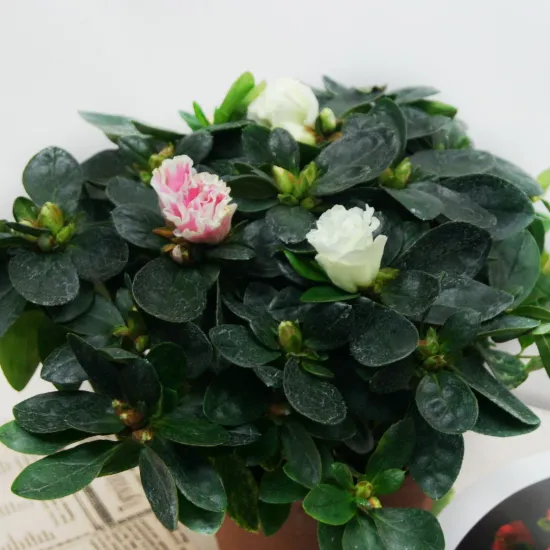 Азалия бело-розовая 12 от интернет-магазина цветов в 