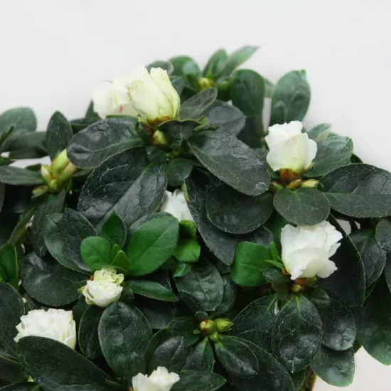 Азалия белая 12 от интернет-магазина цветов в 