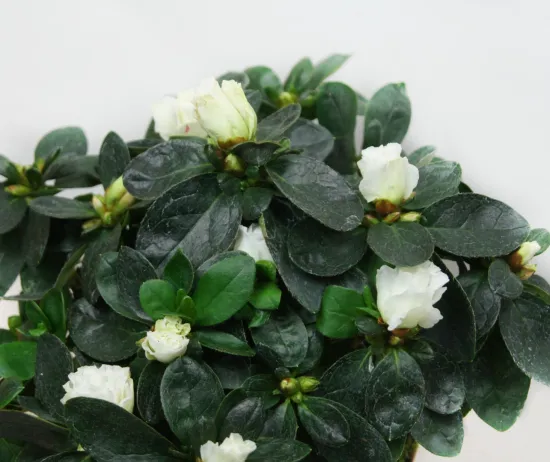 Азалия белая 12 от интернет-магазина цветов в 