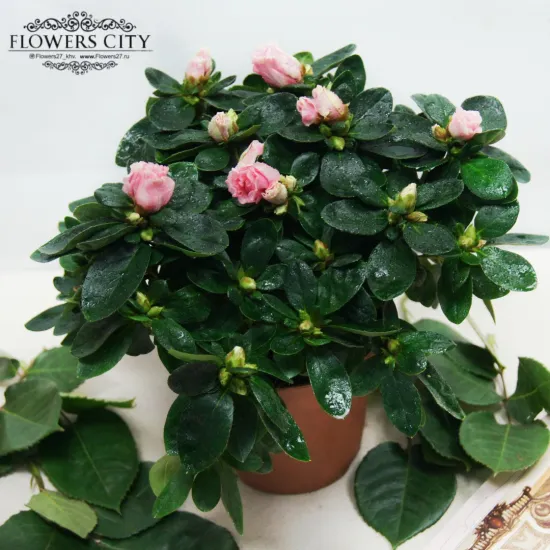 Азалия розовая 12 от интернет-магазина цветов в 