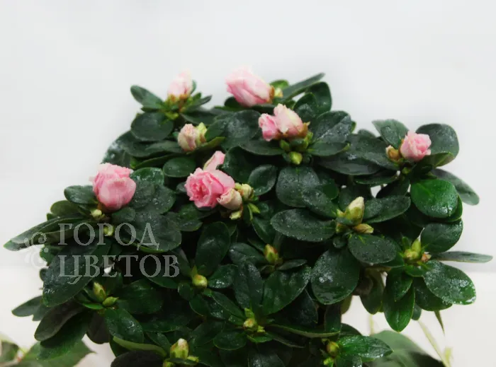 Азалия розовая 12