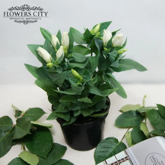 Эустома горшечная от интернет-магазина цветов в 