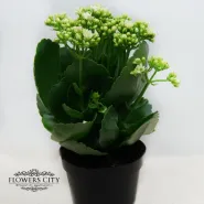 Каланхоэ Каландива белая