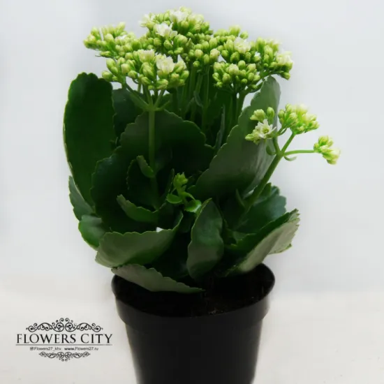 Каланхоэ Каландива белая от интернет-магазина цветов в 