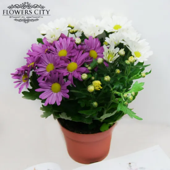 Хризантема микс горшечная от интернет-магазина цветов в 
