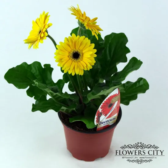 Гербера желтая горшечная от интернет-магазина цветов в 