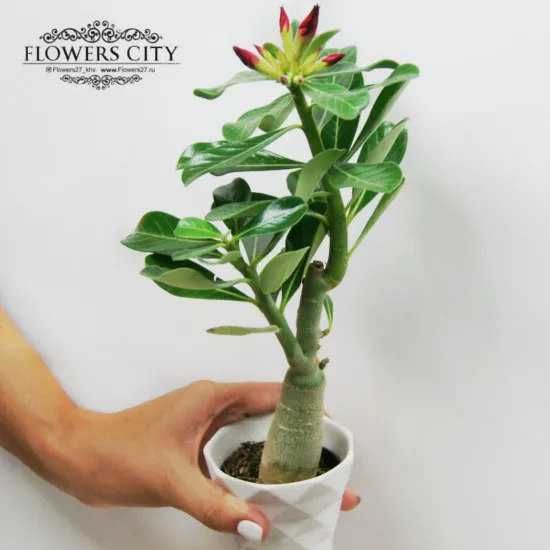 Адениум от интернет-магазина цветов в 