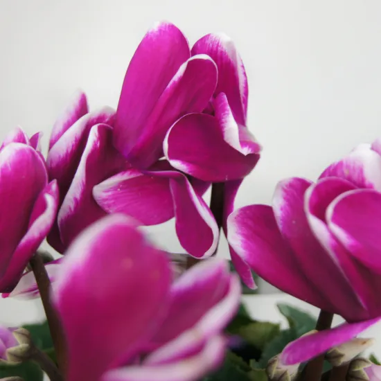 Цикламен фиолетовый от интернет-магазина цветов в 