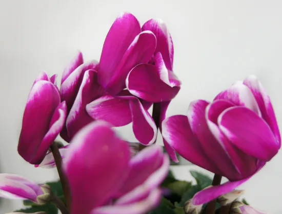 Цикламен фиолетовый от интернет-магазина цветов в 