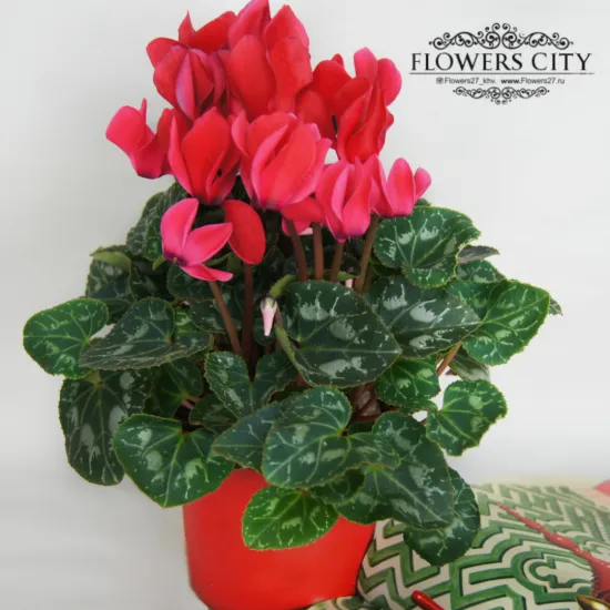 Цикламен красный от интернет-магазина цветов в 