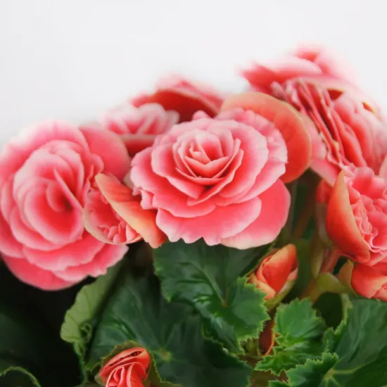 Бегония розовая от интернет-магазина цветов в 