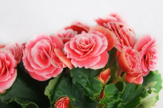 Бегония розовая от интернет-магазина цветов в 