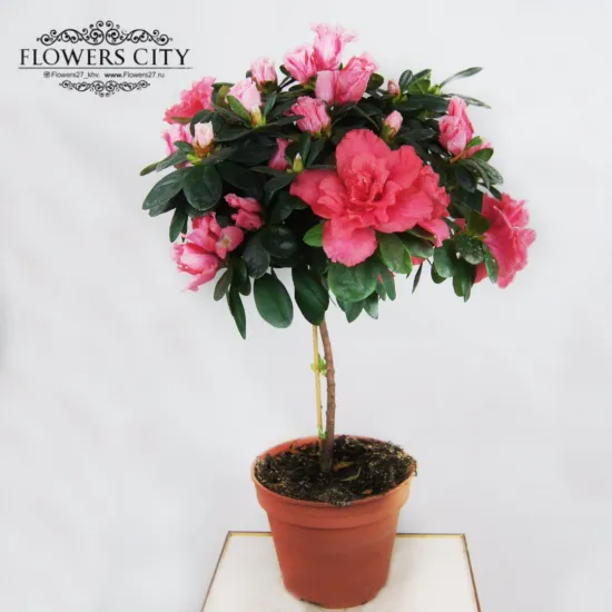 Азалия штамп от интернет-магазина цветов в 