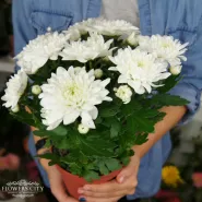 Хризантема горшечная