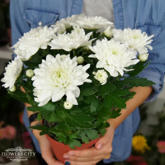 Хризантема горшечная от интернет-магазина цветов в 