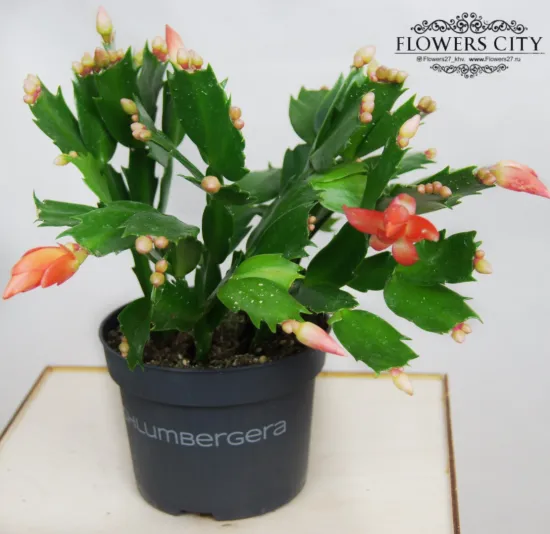 Шлюмбергера оранжевая от интернет-магазина цветов в 