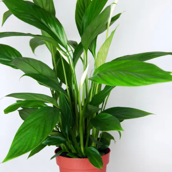 Спацифилум от интернет-магазина цветов в 