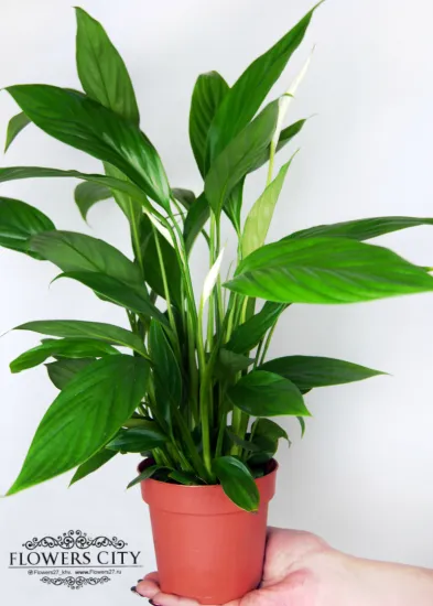 Спацифилум от интернет-магазина цветов в 