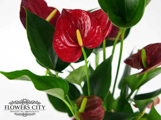 Антуриум от интернет-магазина цветов в 