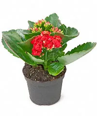 Каланхоэ Каландива красная от интернет-магазина цветов в 